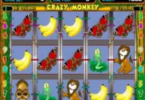 crazy monkey
