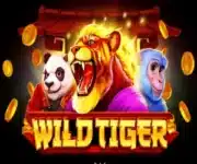 Wild Tiger