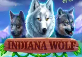 Indian Wolf